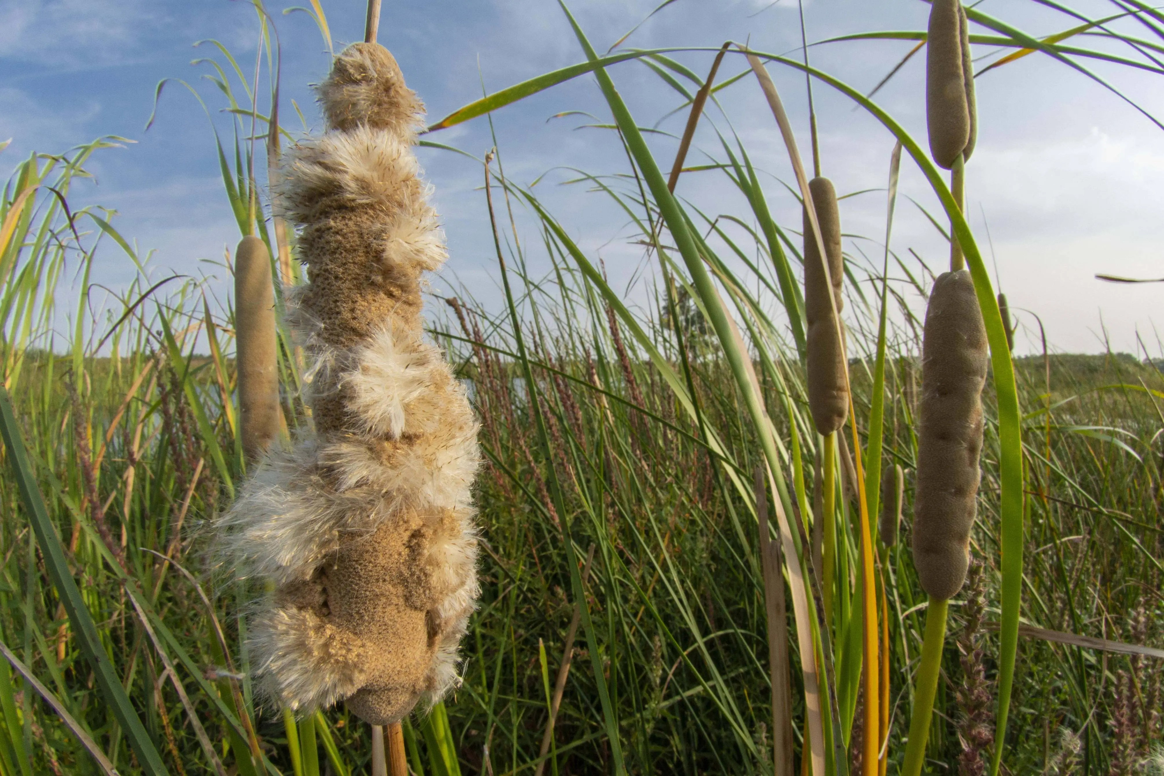 How to Grow Cattails? Heaven Gables