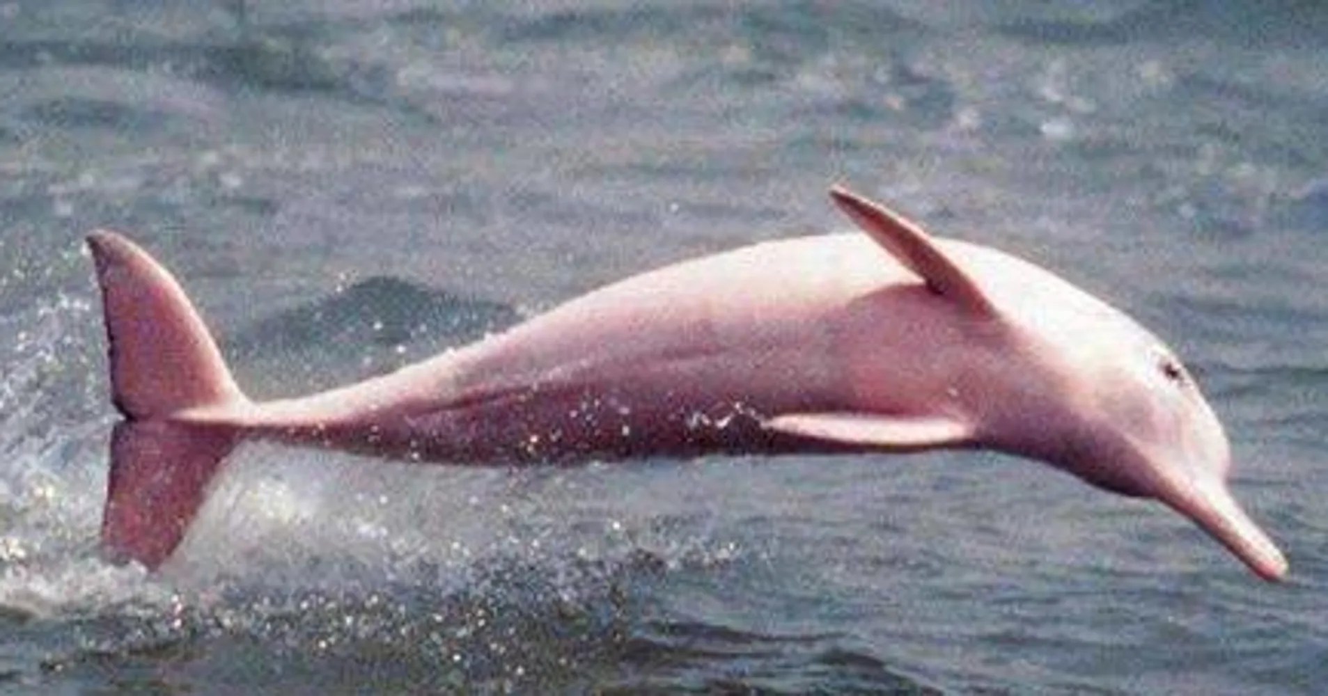 Adorable Pink Dolphin Is Like A RealLife Pokemon HuffPost