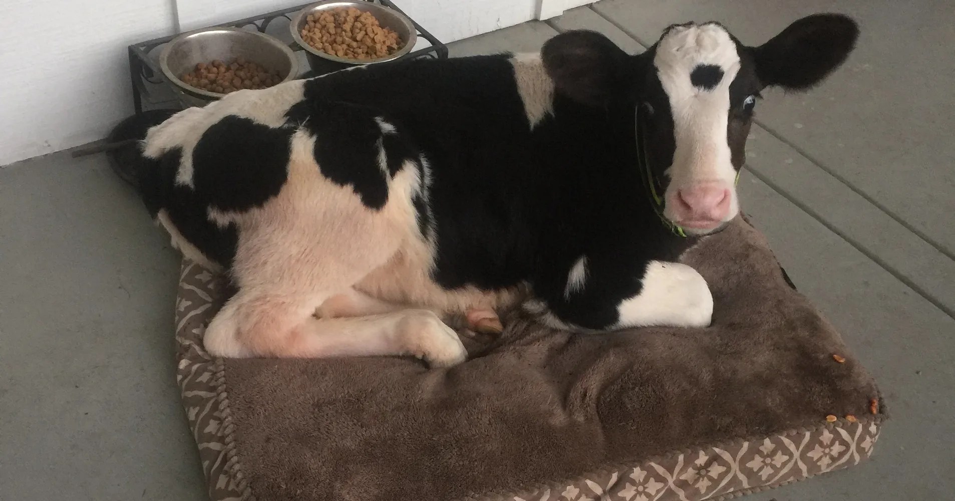 Photo Of Baby Cow Curled Up On His Owner's Couch Is Udderly Adorable