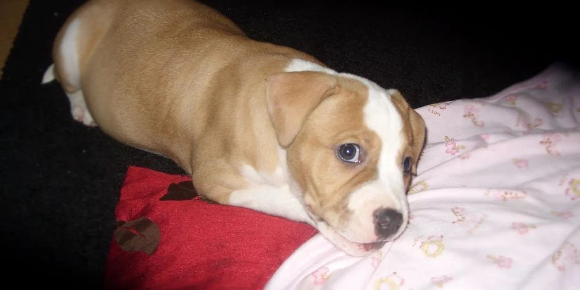 End Breed Specific Legislation Campaign Launched By RSPCA 25 Years