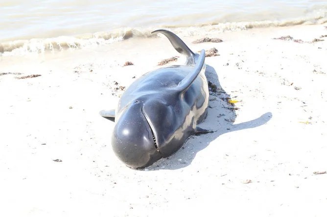 Do Whales Commit Suicide? HuffPost
