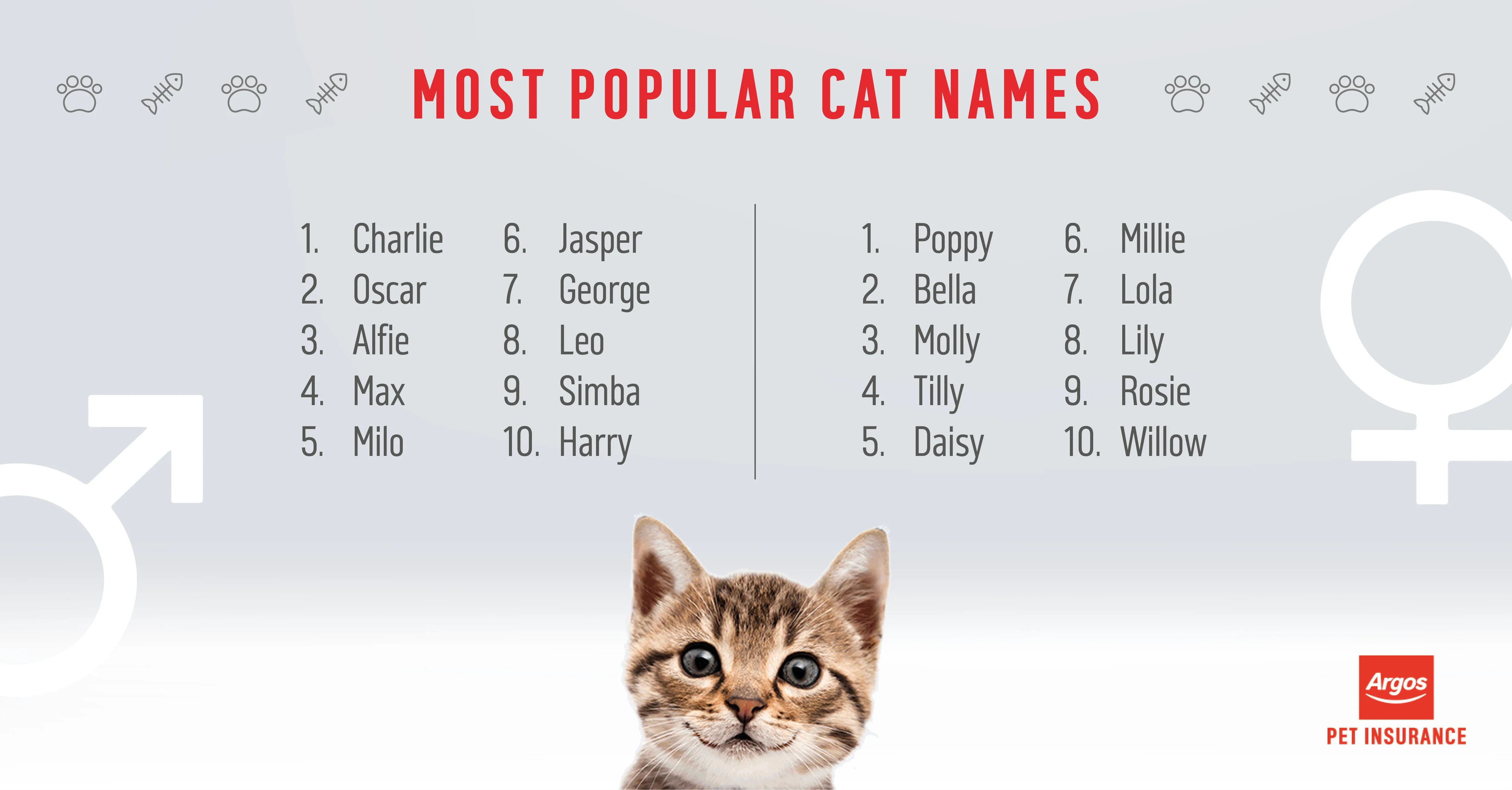 What Are The Most Popular Male Cat Names CatWalls