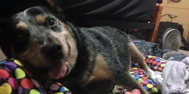 Avant de mourir, ce chien a vécu quelques semaines de rêve HuffPost