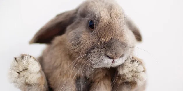 Banning Cosmetic Animal Testing Will Bring Us Closer to a