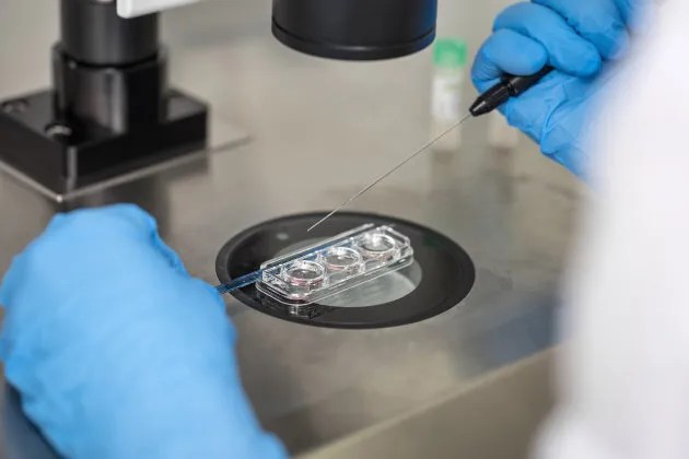 There's Little Difference Between Frozen And Fresh Embryos For
