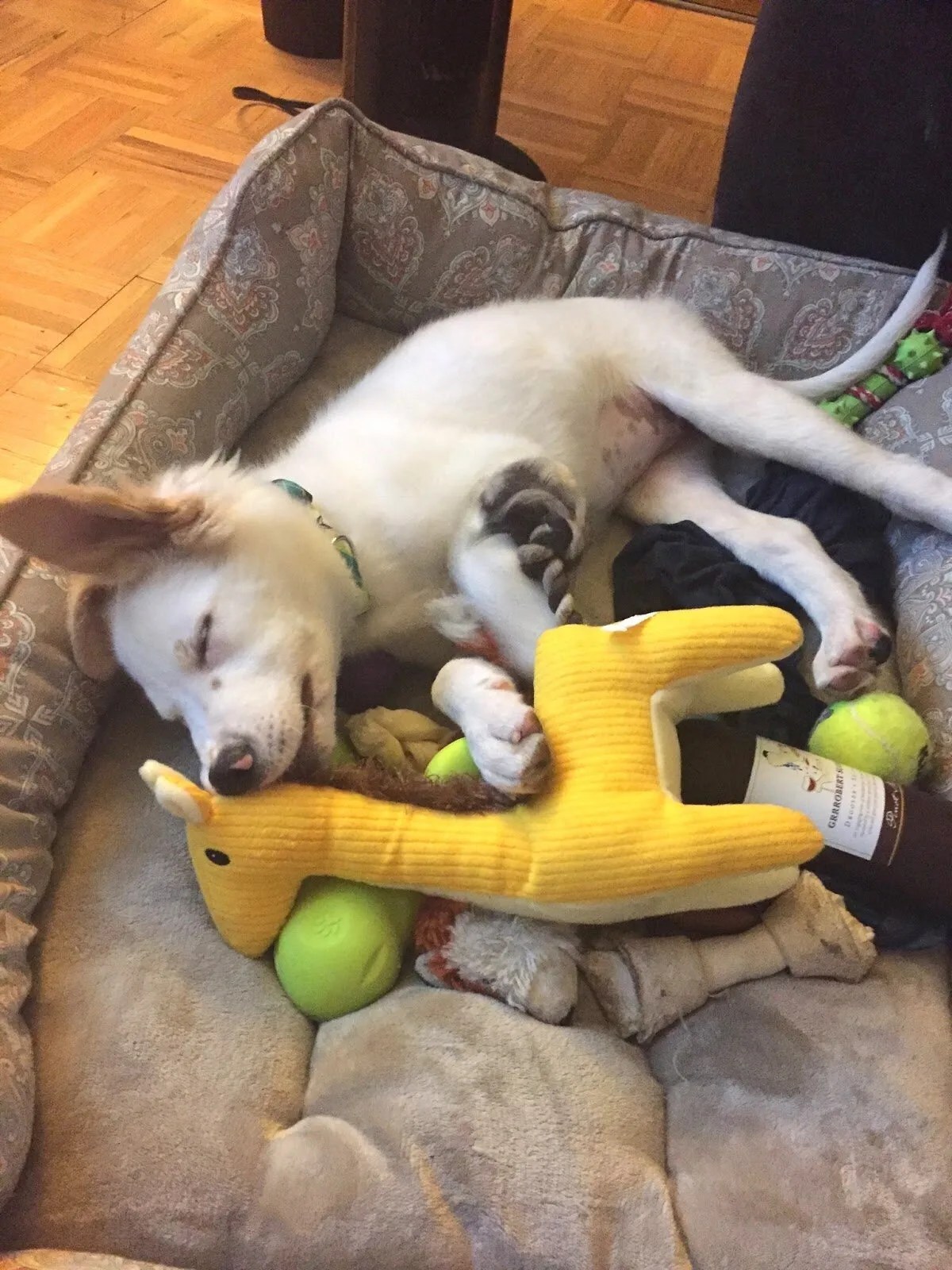 Is chewing on plastic bad for dogs whyfalas