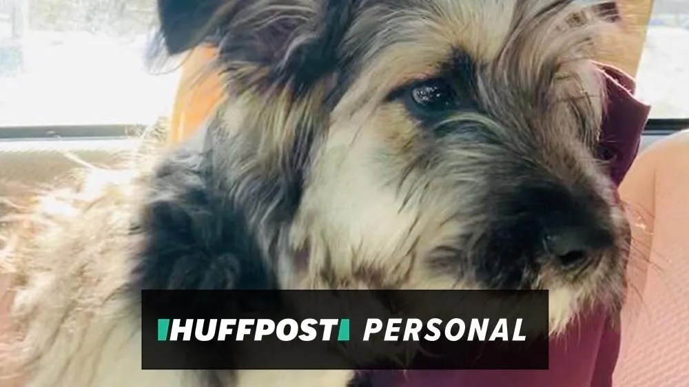 I Fostered A Puppy During Covid19. It Helped In An Unexpected Way HuffPost Life