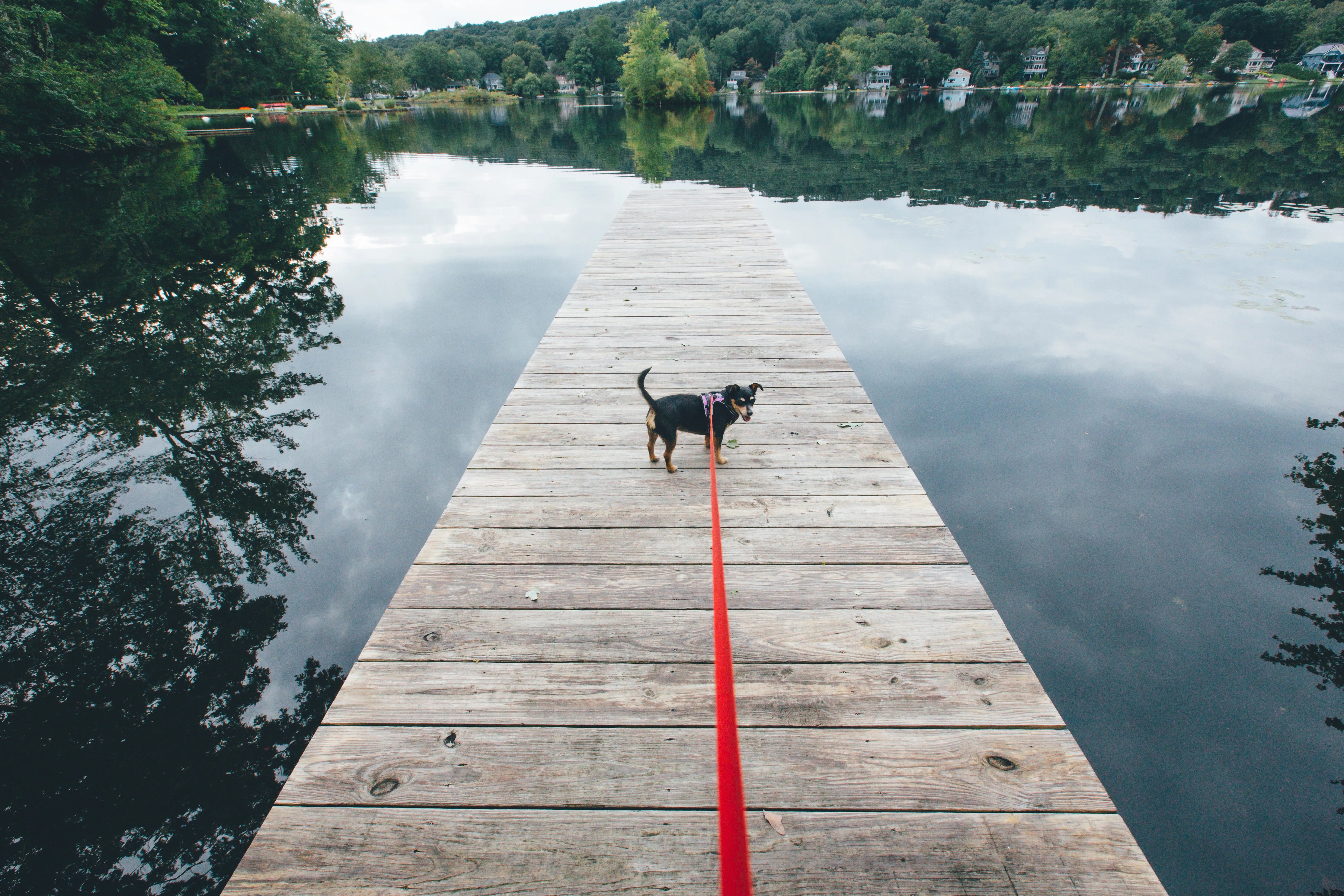 The Most Infuriating Things Dog Owners Do That Drive Other People Crazy