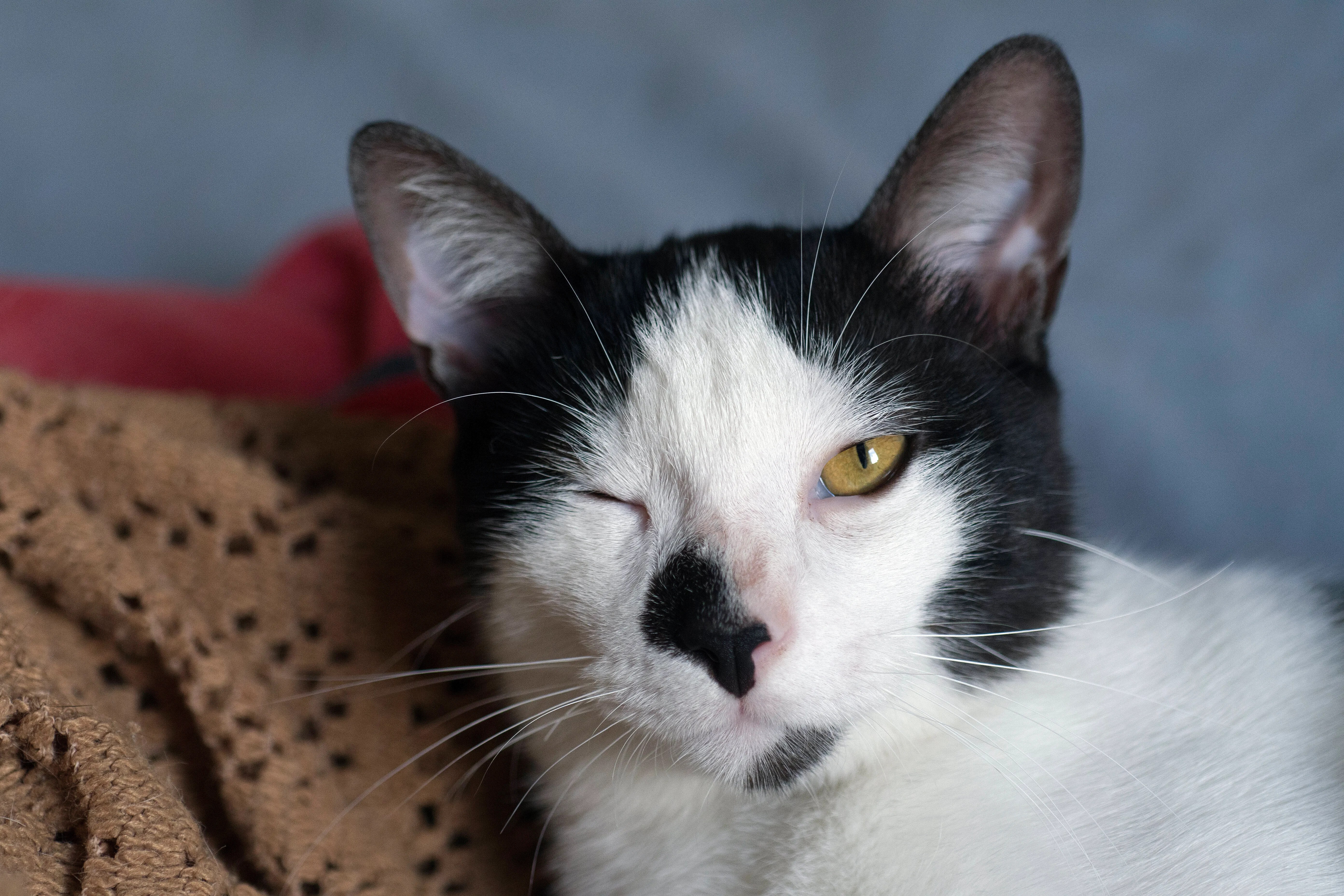 Turns Out, Cats Love It When You Blink At Them