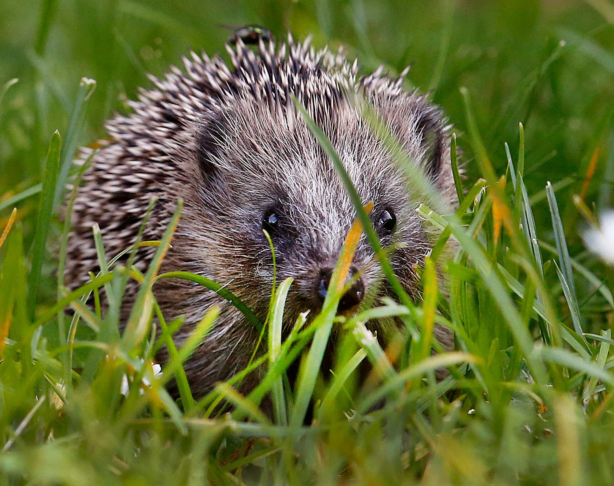It's Not Just Bread And Milk ― Hedgehog Food Can Be Bad For Them Too