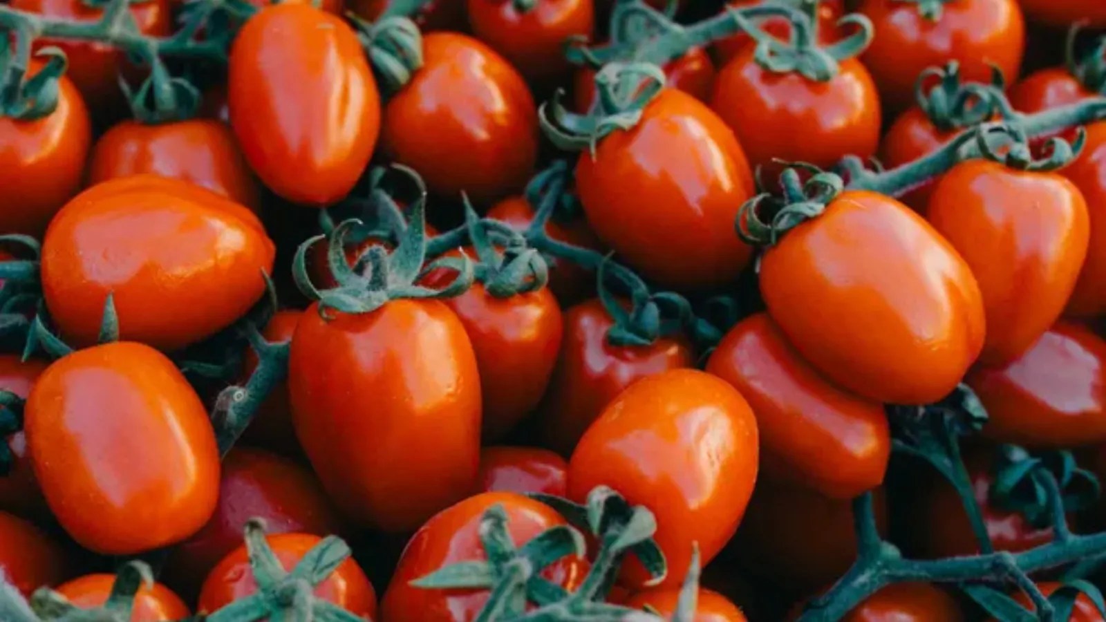 Here's How To Make Your Own Tomato Purée At Home, And It's Surprisingly Easy