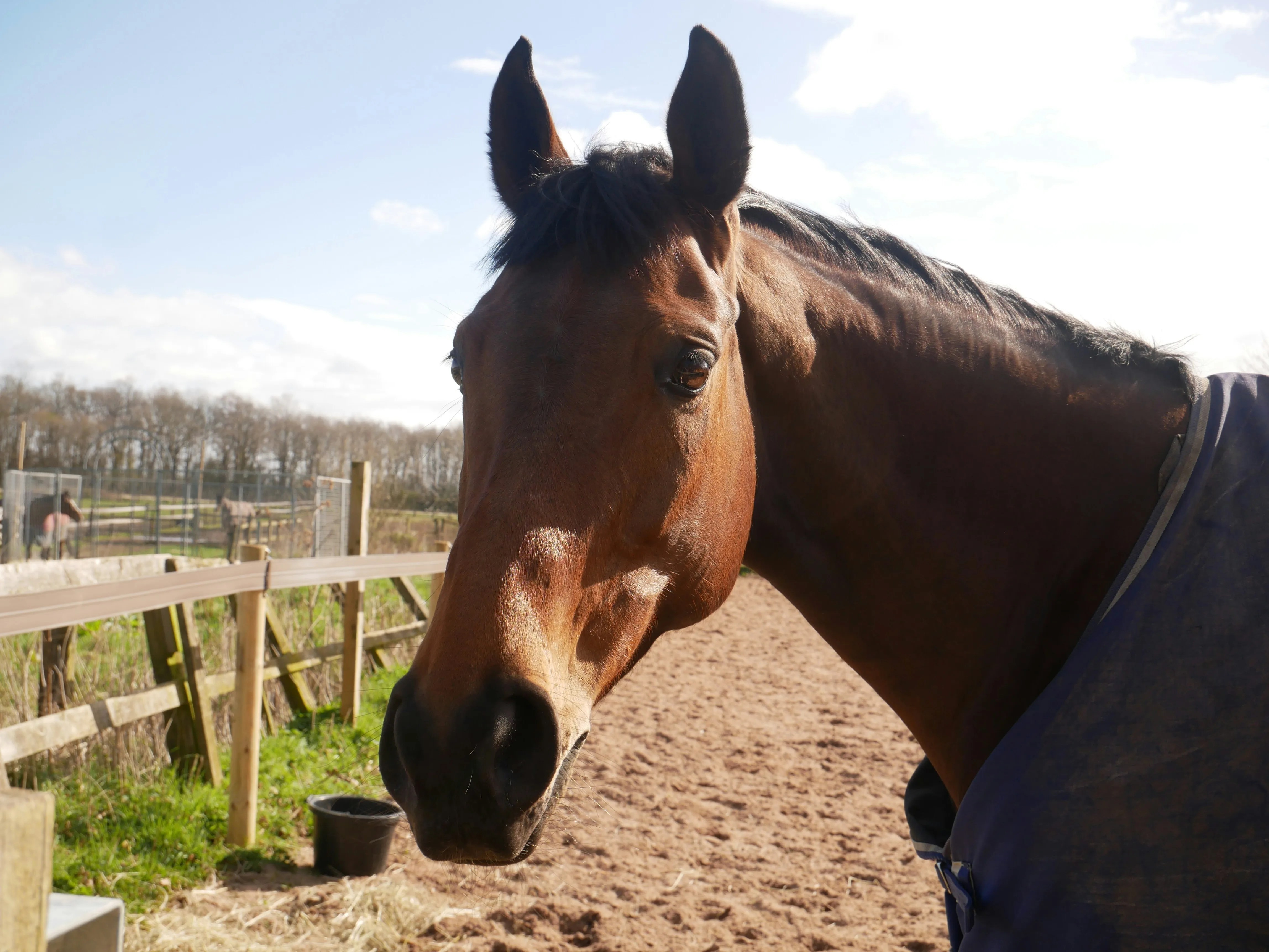 Why All Thoroughbred Racehorses Share the Same Official Birthday