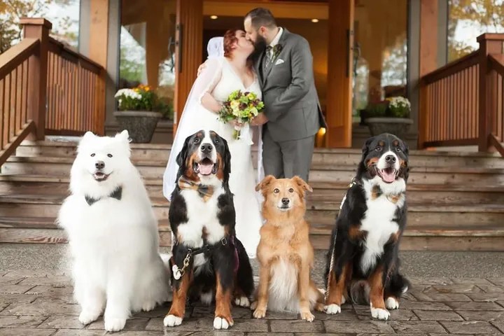 These 4 Precious Pups Helped Their Parents Tie The Knot HuffPost