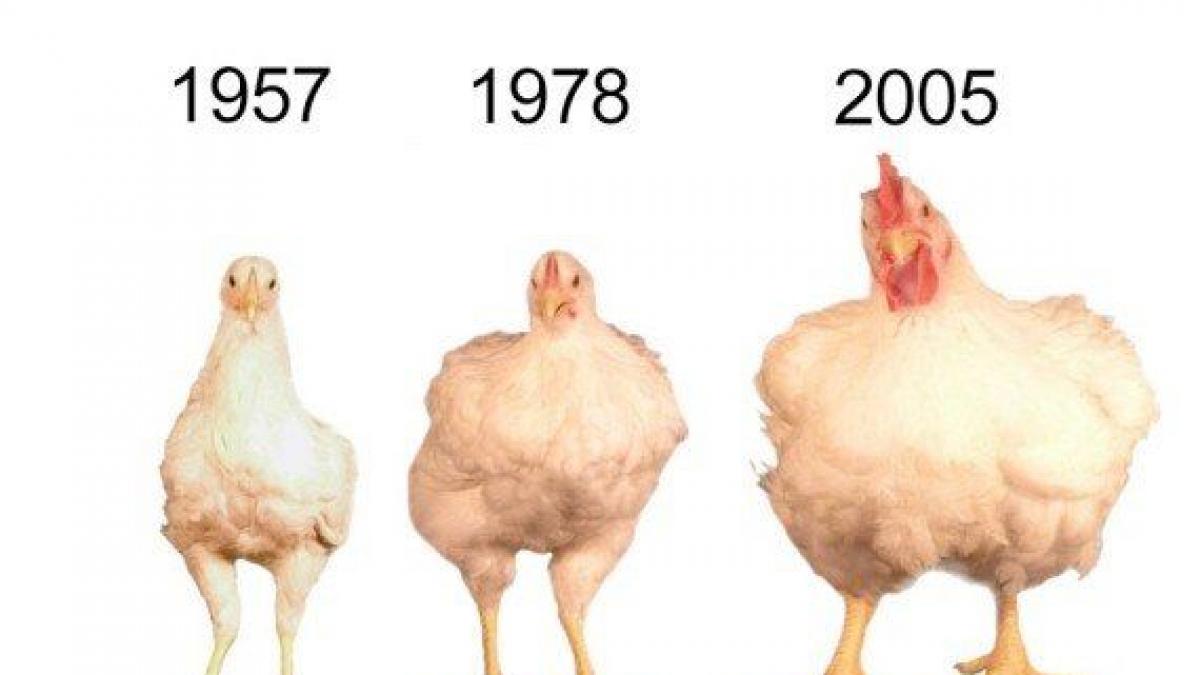 ¿Por qué ahora los pollos son más grandes que los de hace décadas?