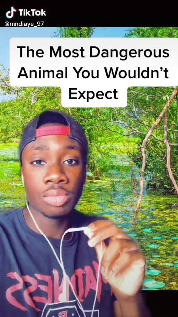 TikTok mndiaye_97 The Most Dangerous Animal You Wouldn't )