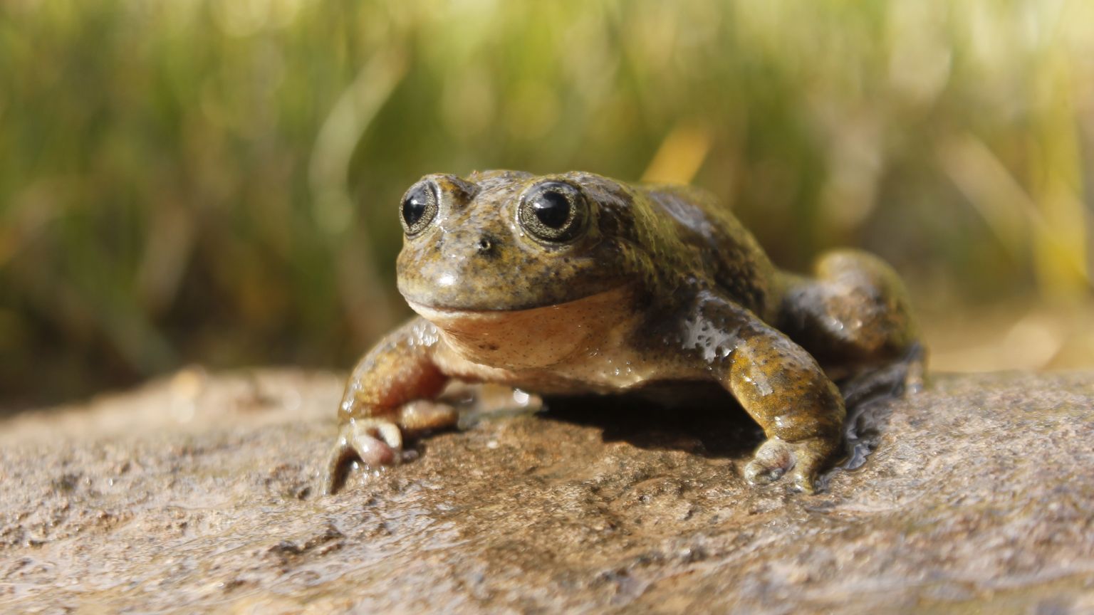En solo cinco décadas pueden desaparecer una de cada tres especies de