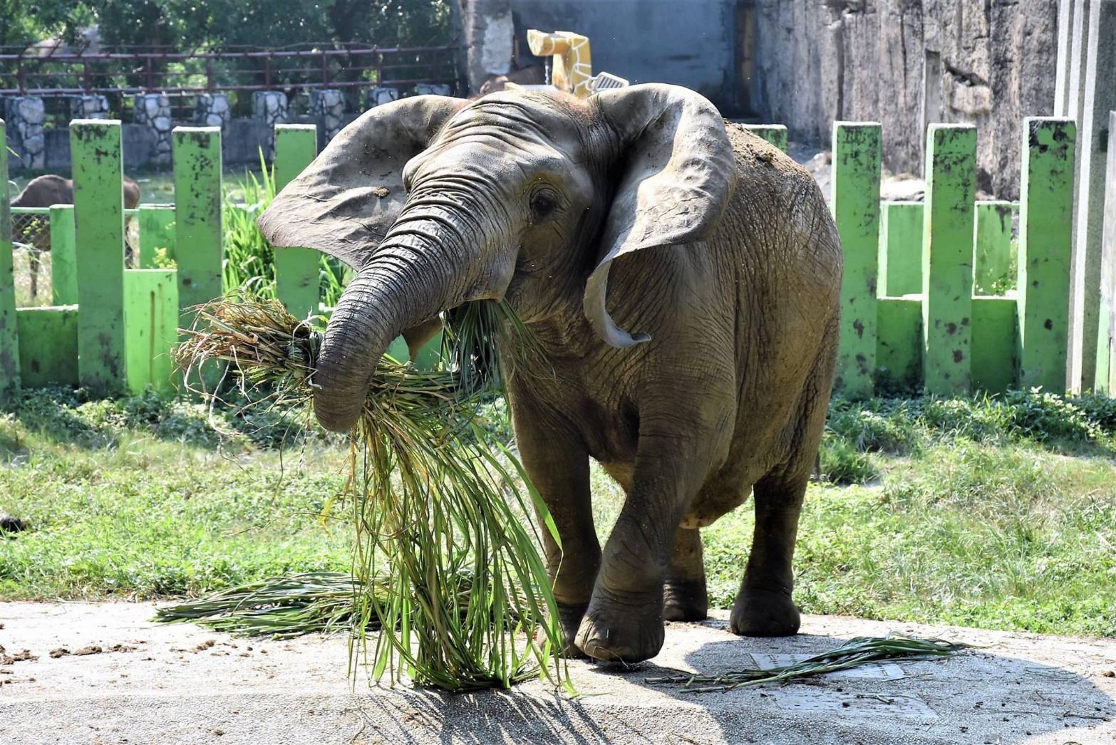(高雄生活)國際瀕危物種日巧遇520！ 不能沒有牠！壽山動物園「溫柔的巨獸」 保育員眼中的大象阿里