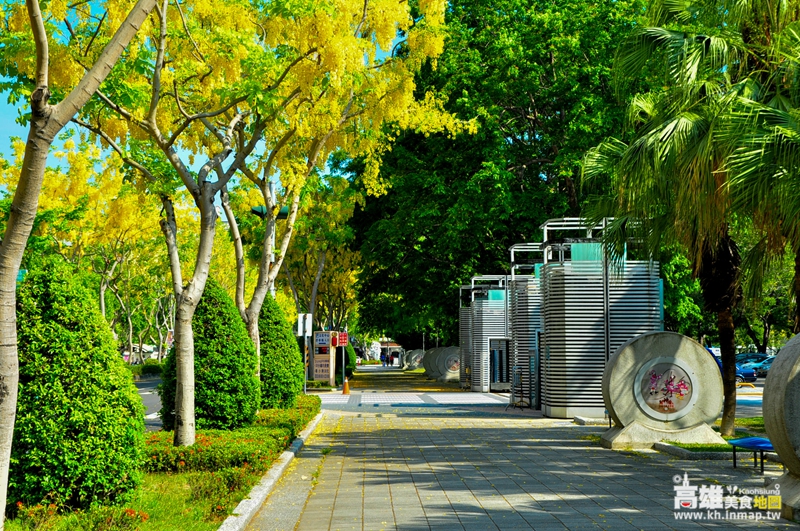 【高雄景點】五月浪漫黃金雨　漫步阿勃勒花下賞花