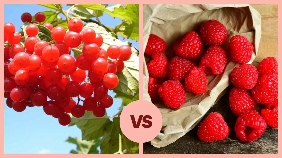 Difference Between cranberry And raspberry? Know About cranberry vs