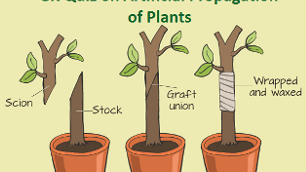 What Are The Different Artificial Plant Propagation at Boyd Picard blog