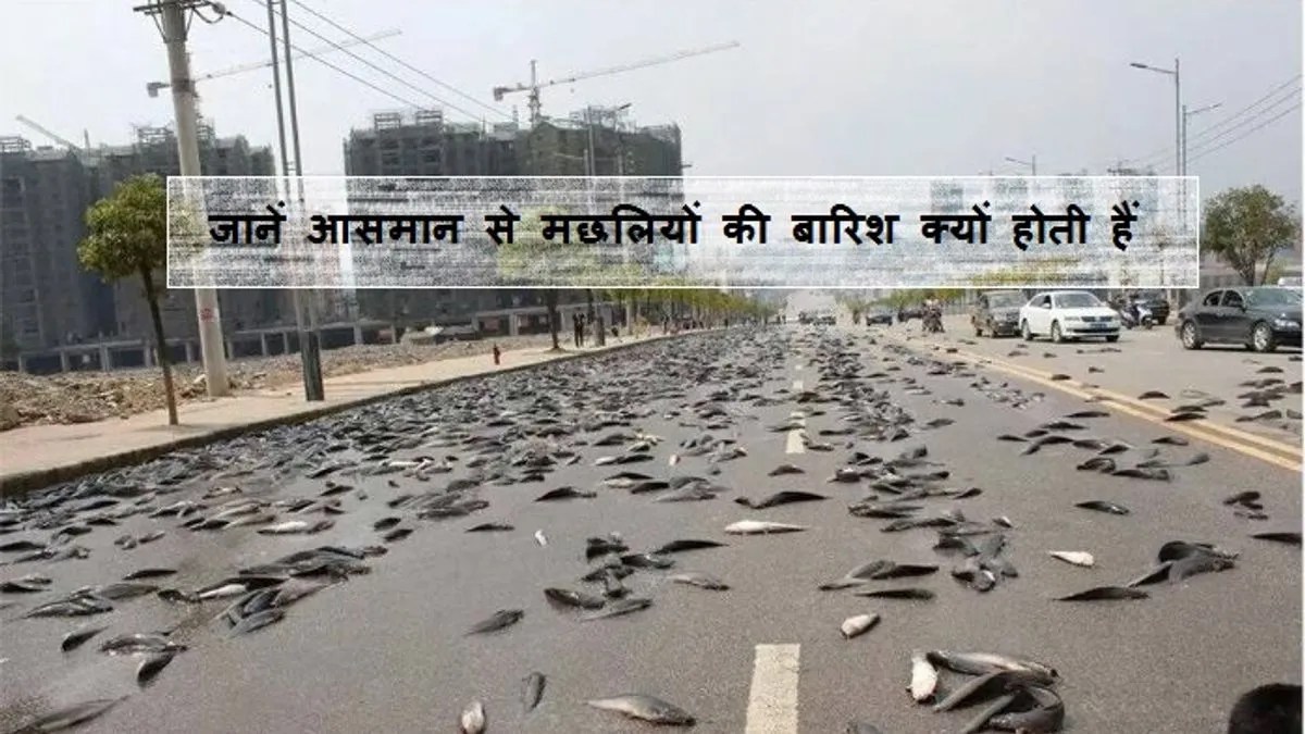 Do you know the reason behind the fish rain?