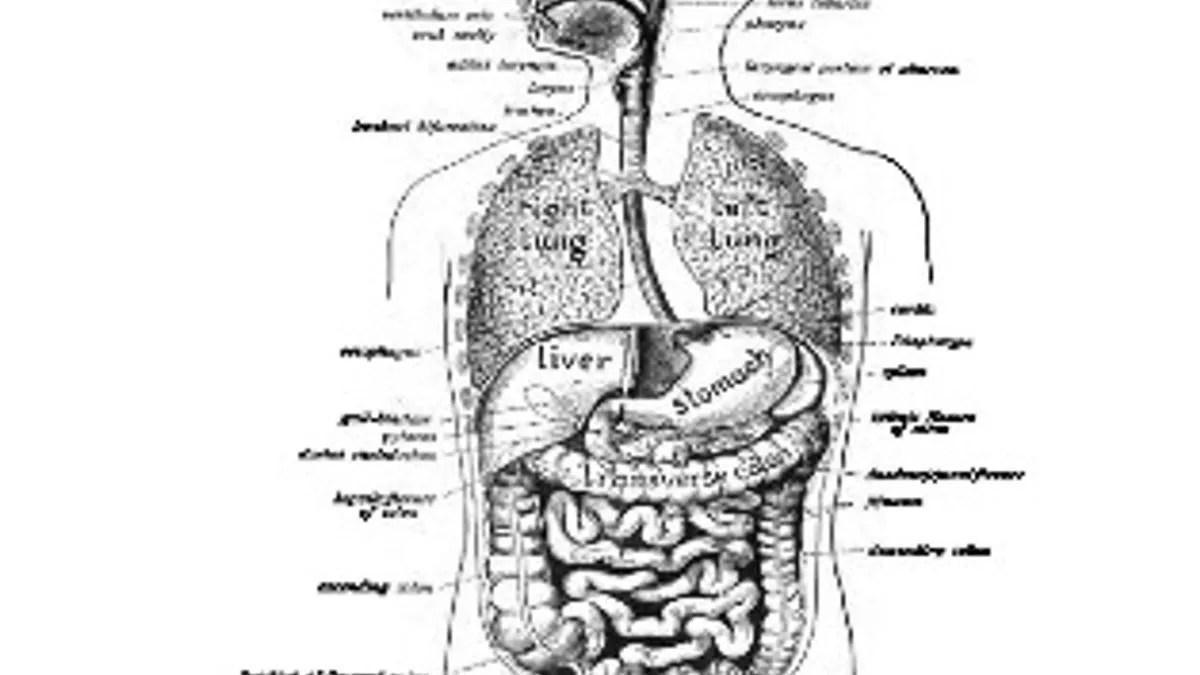 GK Questions & Answers on Science Biology Human Digestive System
