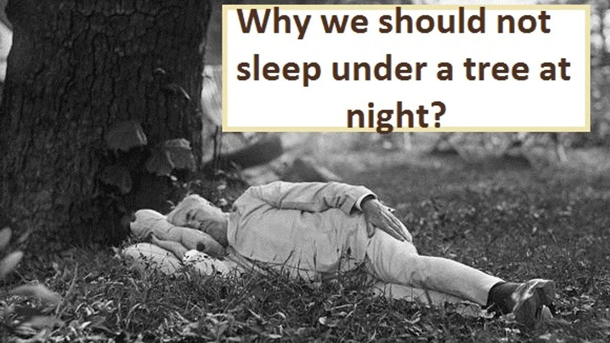 Why we should not sleep under a tree at night?