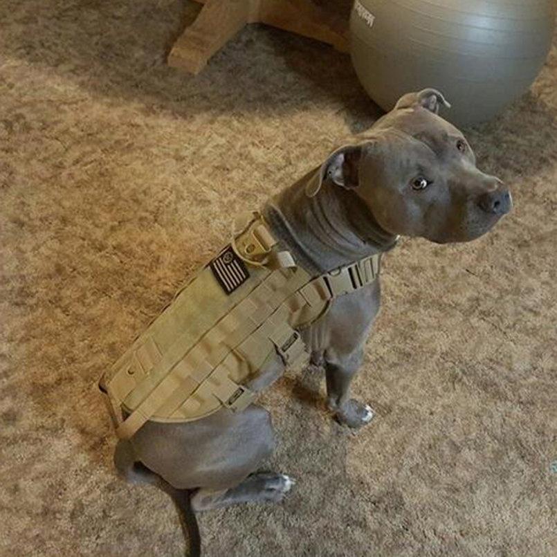 Buy Tactical Outdoor Military Dog Clothes Load Bearing Training Vest