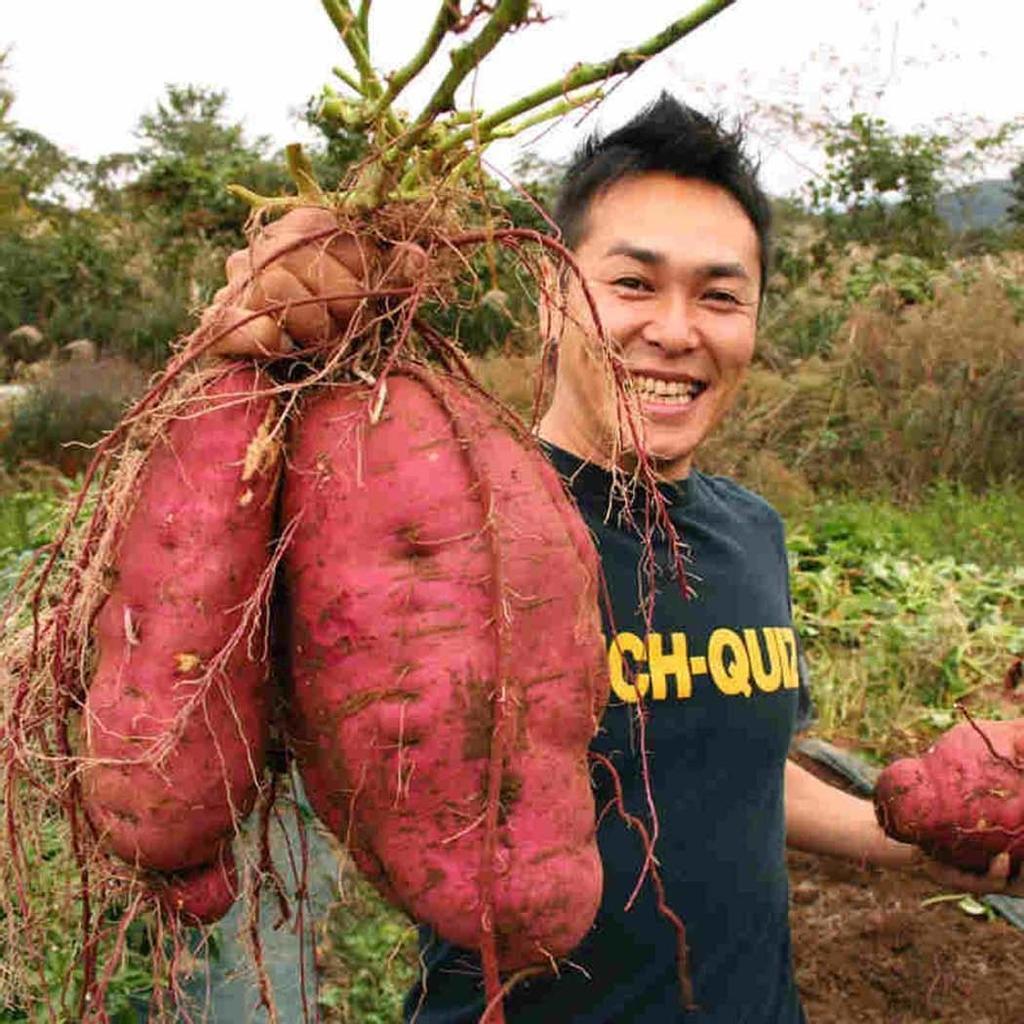 100Pcs Organic Plants Vegetables Grain Sweet Potato Seedsbuy at a low
