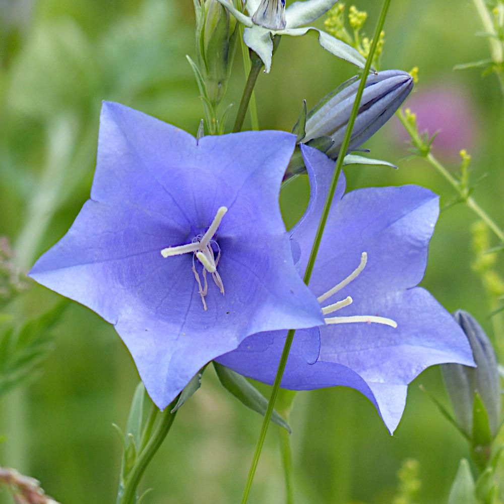 Cheap Carpathian bellflower mix flower seeds for the garden Joom