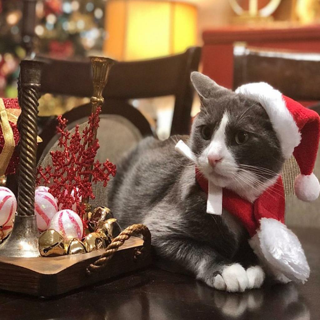 Buy KSL Christmas Pet Santa Hat Scarf Set Pet Supplies Christmas