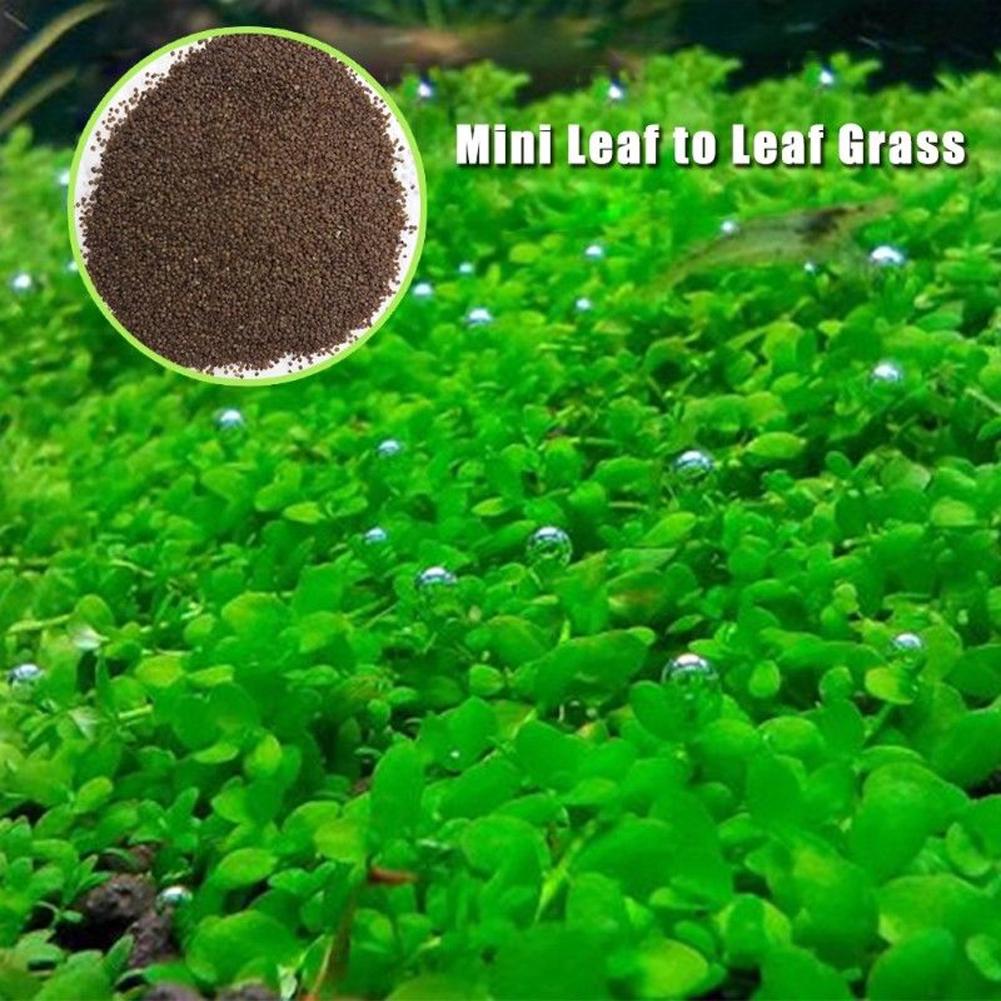 Plant Seeds Fish Tank Aquarium Aquatic Water Grass Decor Garden