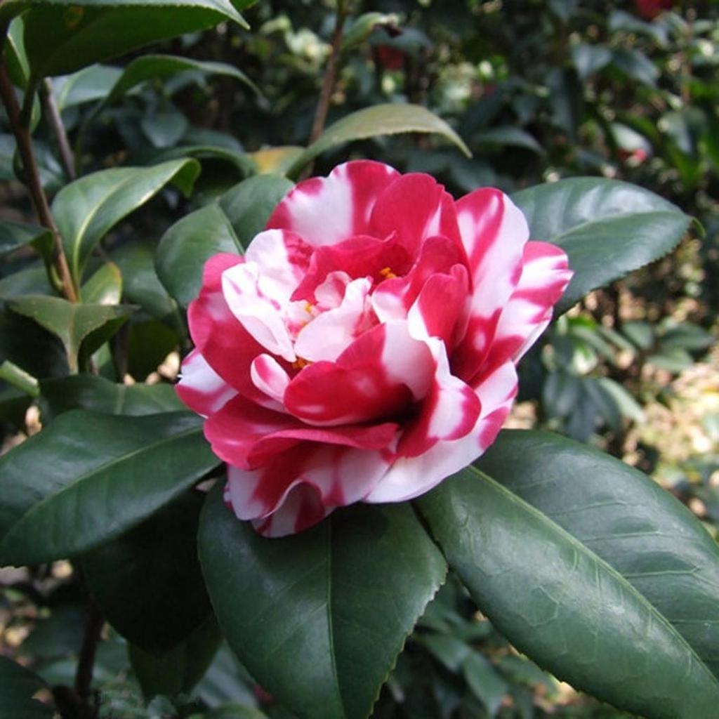 10pcs Multi Variety Camellia Seeds Camellia Sinensis Home Garden Bonsai Flower Buy At A Low Prices On Joom E Commerce Platform