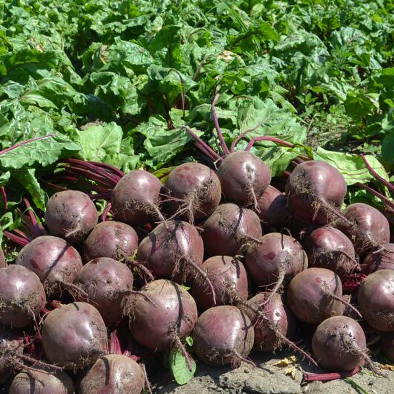 Buy Organic Vegetable Plants Seed Home Garden Decor at affordable