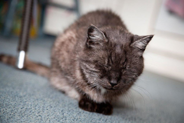 Werden Sie Pate und retten Katzen Katzenhilfe Münster e. V.