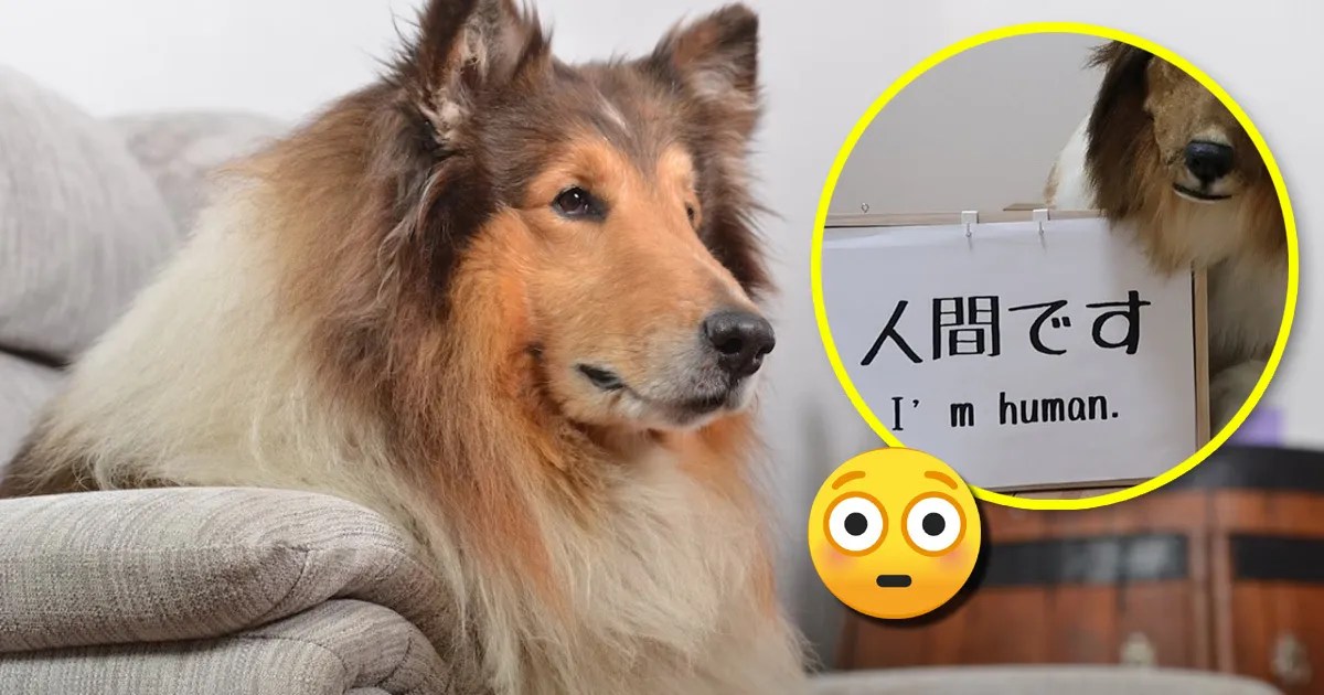 Japanese Man Who Spent Thousands To A Dog Is Now Living His Best