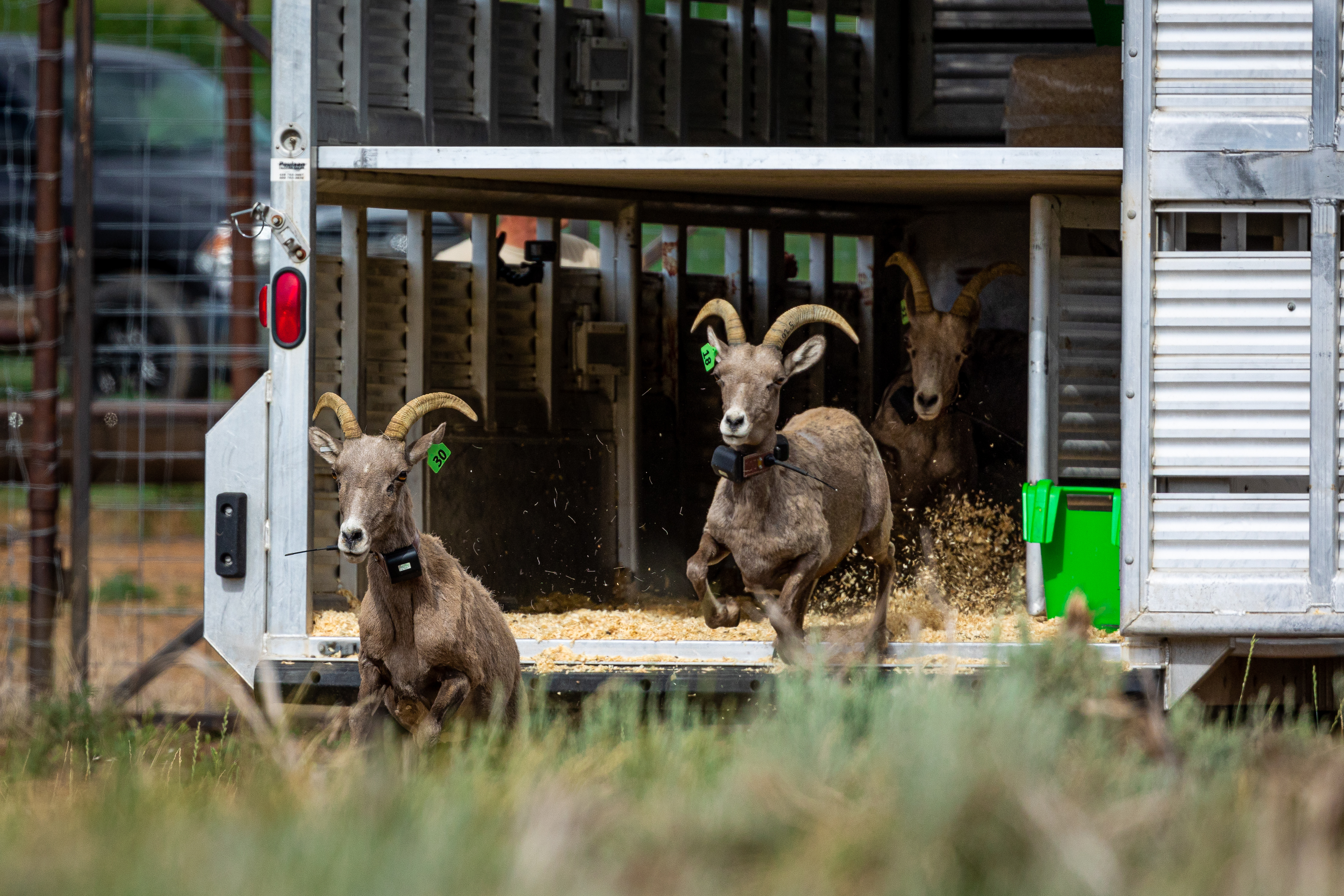 This collaboration aims to restore what was once an abundant bighorn