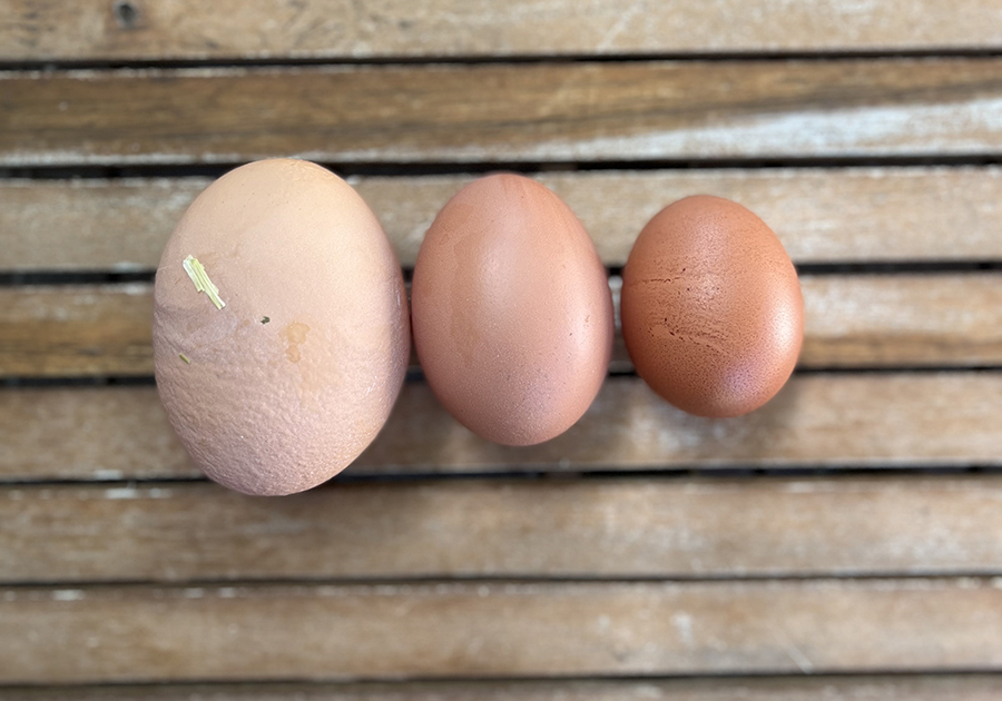 Eggcellent surprise Idaho family's hen lays giant eggs with another