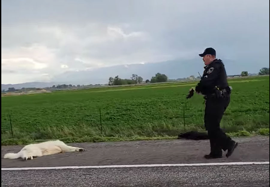 Authorities place officer on leave after 2 dogs running loose on Idaho