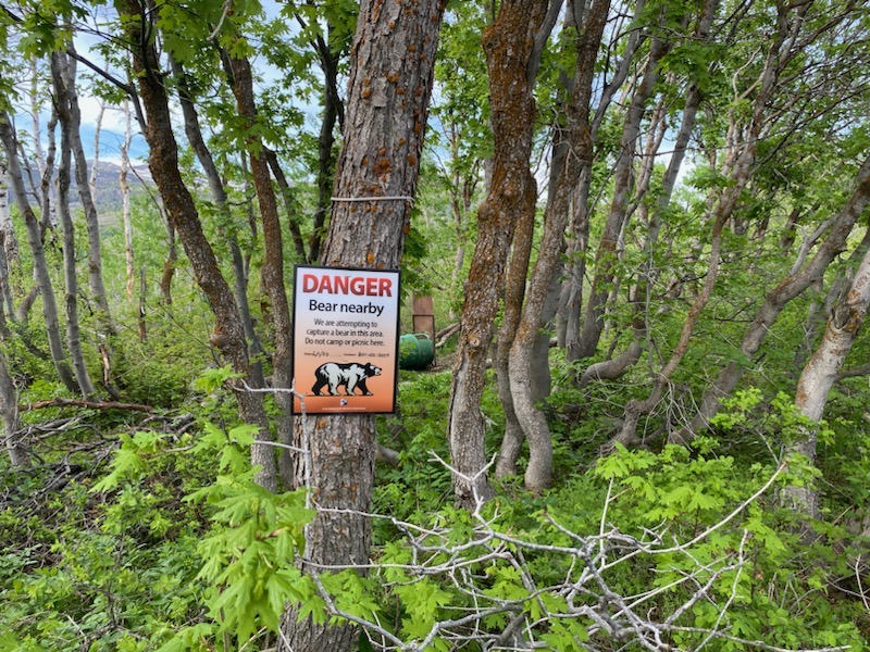 Biologists kill bear wandering around Utah campground, find stomach