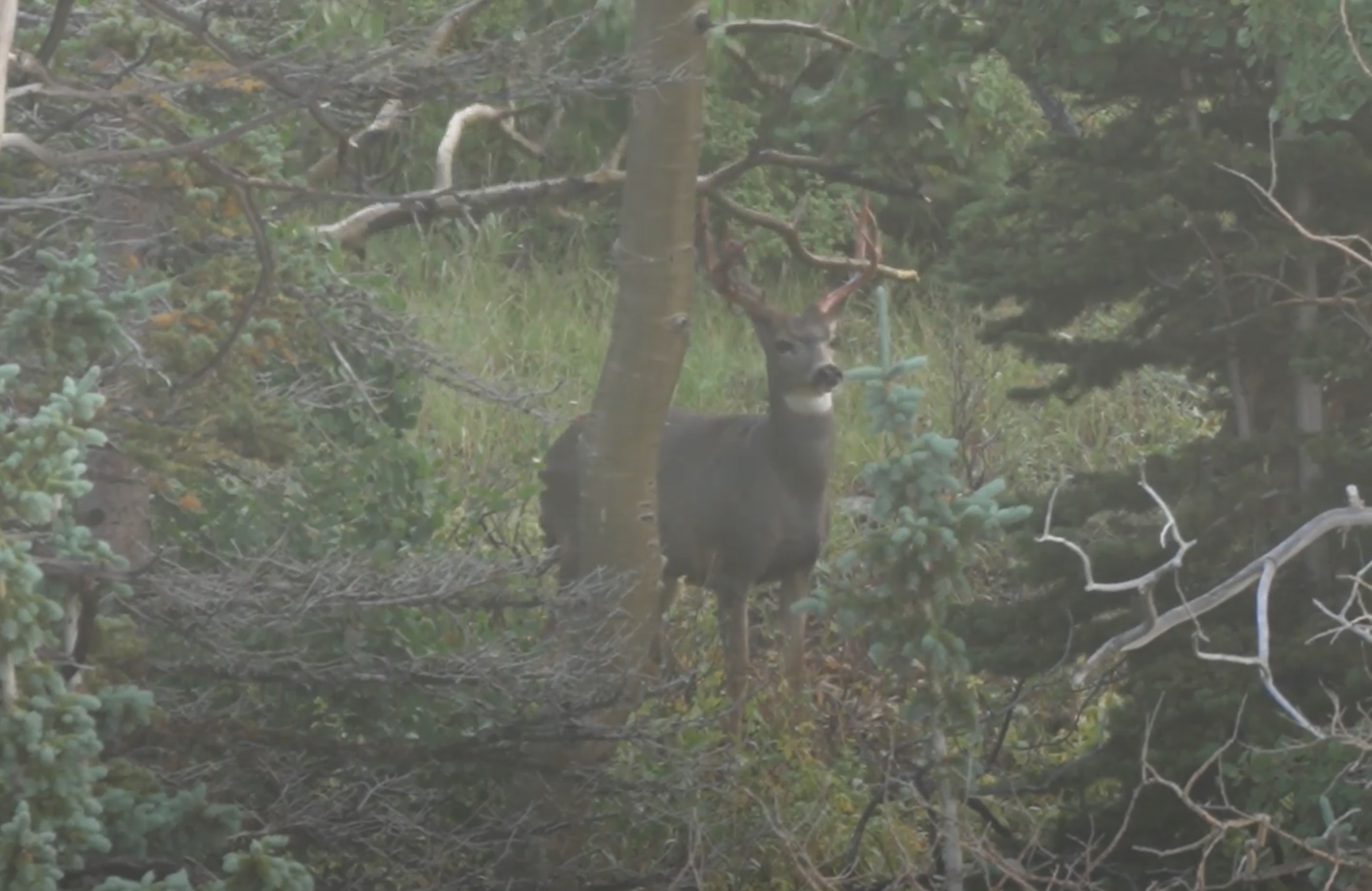 Where are the deer? Utah wildlife leaders update deer population status