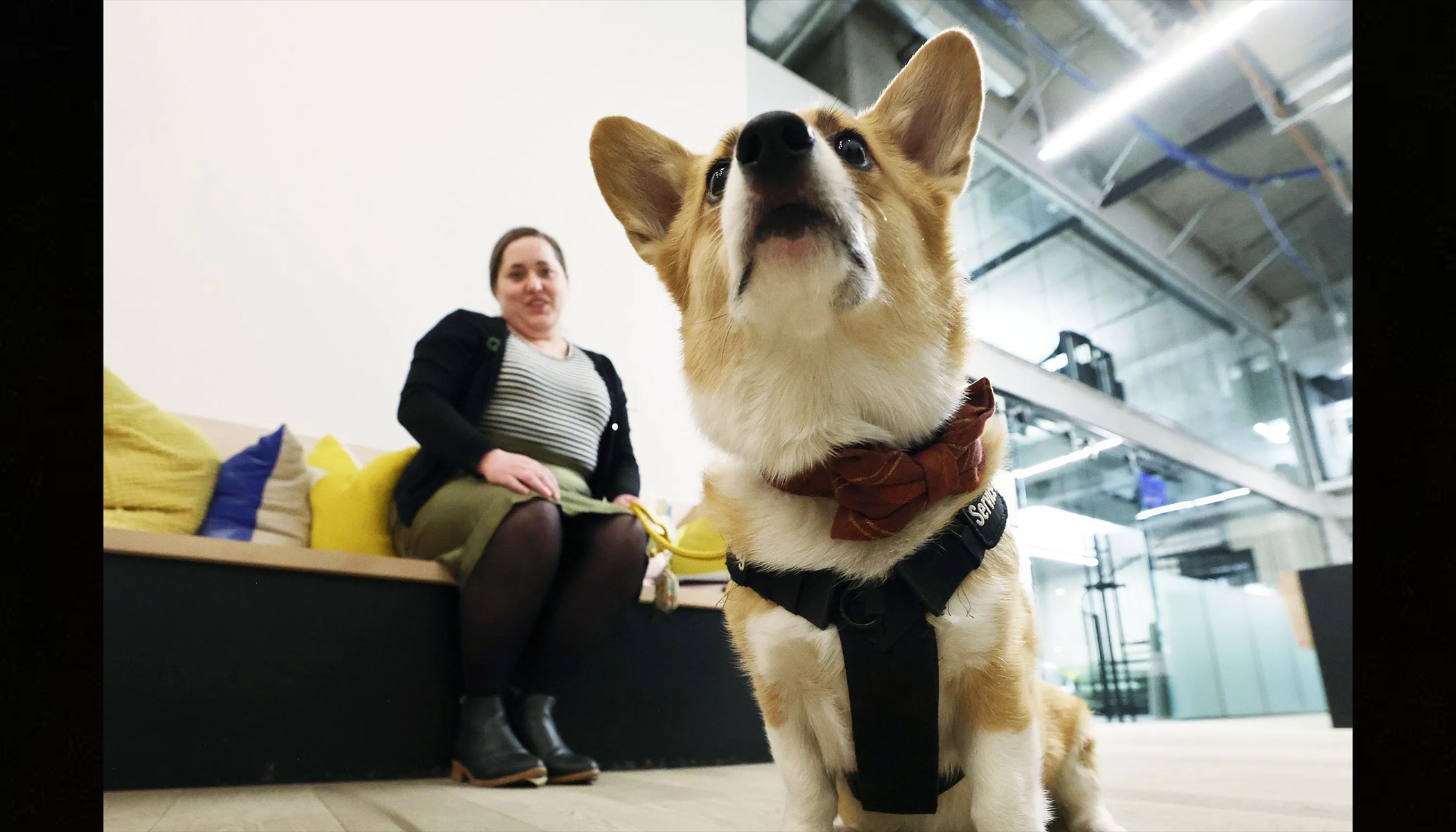 Get your dog out of here! Where can service dogs go