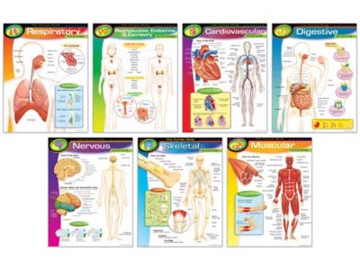 Human Body Poster Pack at Lakeshore Learning