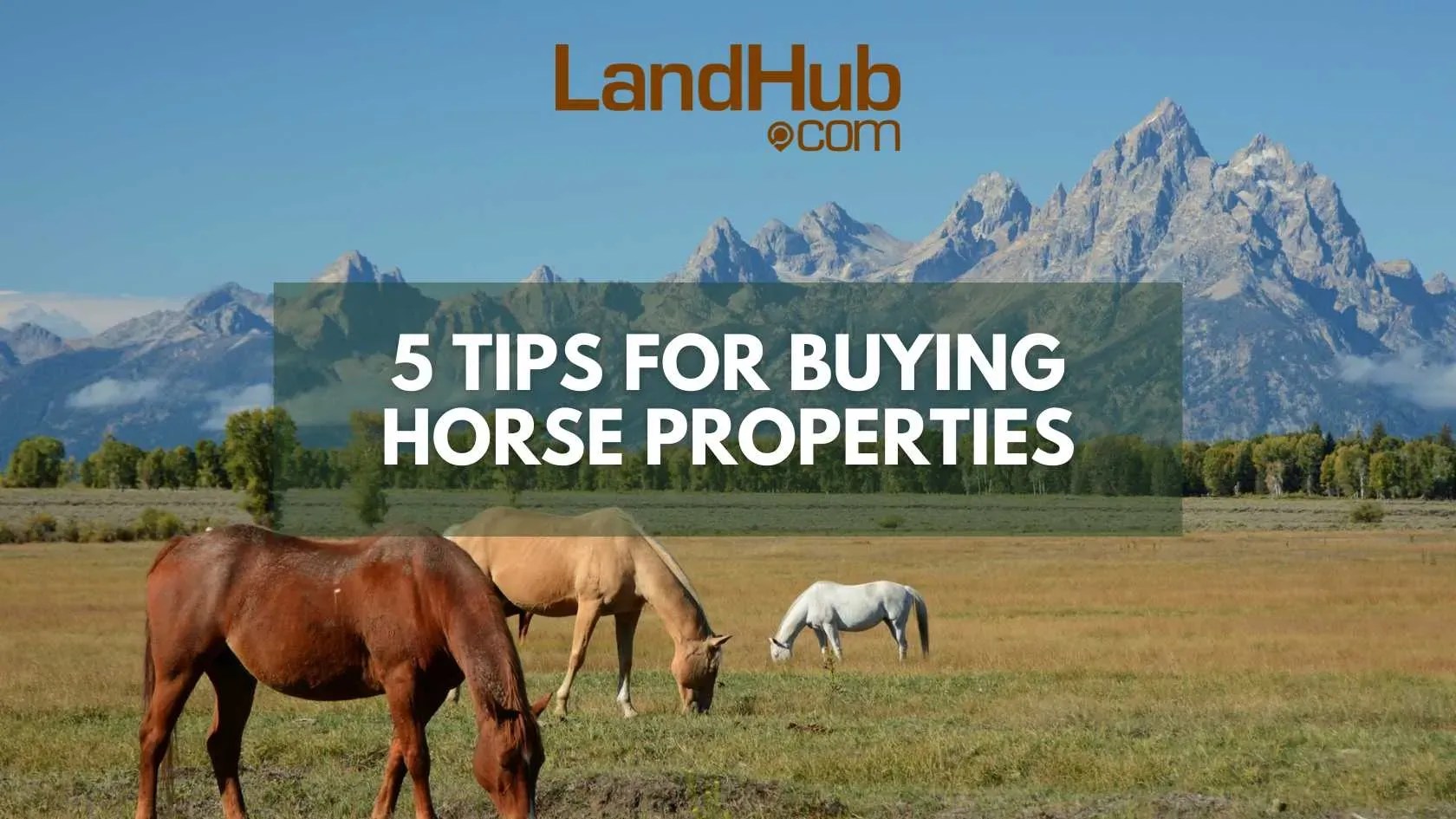 5 Tips for Buying Horse Properties LandHub