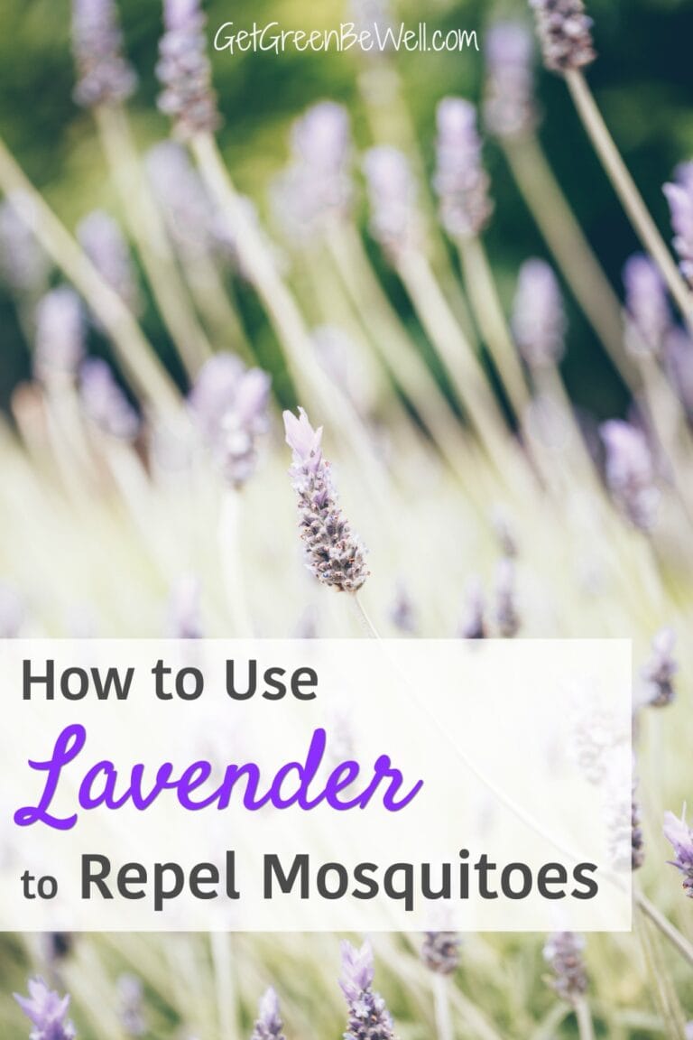 How To Keep Your Potted Lavender Fern Alive Over Winter Lavender Tips
