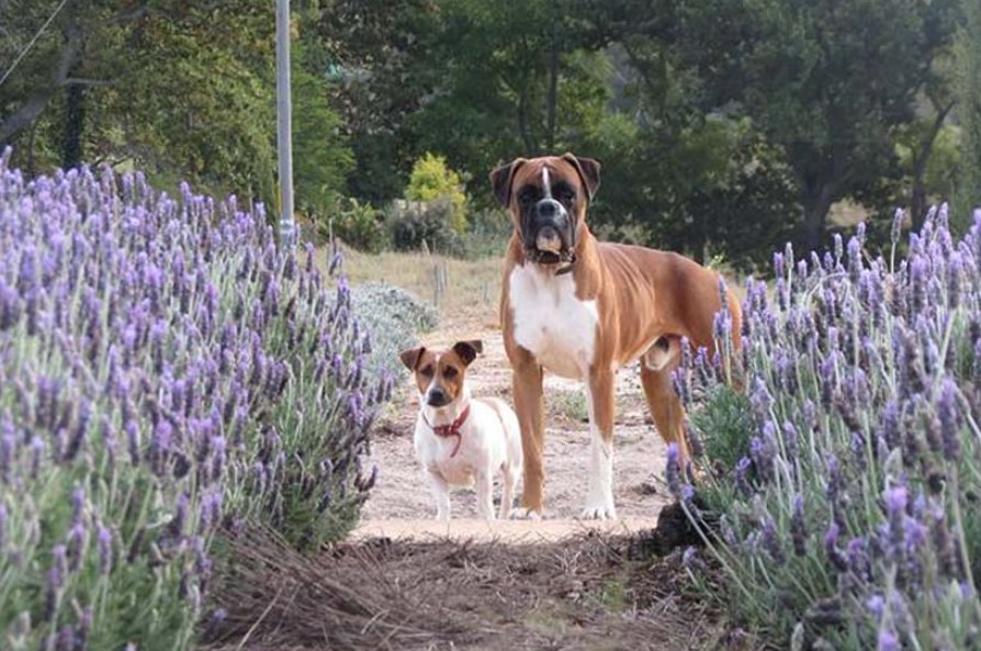 How To Use Lavender Oil Safely On Your Dog Lavender Tips