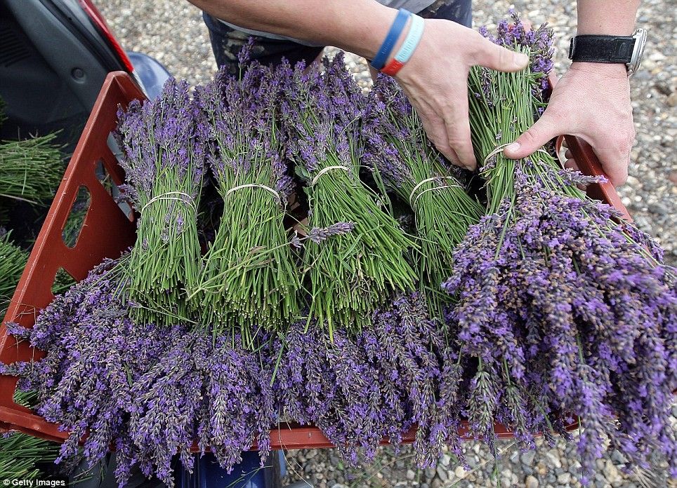 The Best Time To Harvest Lavender For Essential Oil Lavender Tips