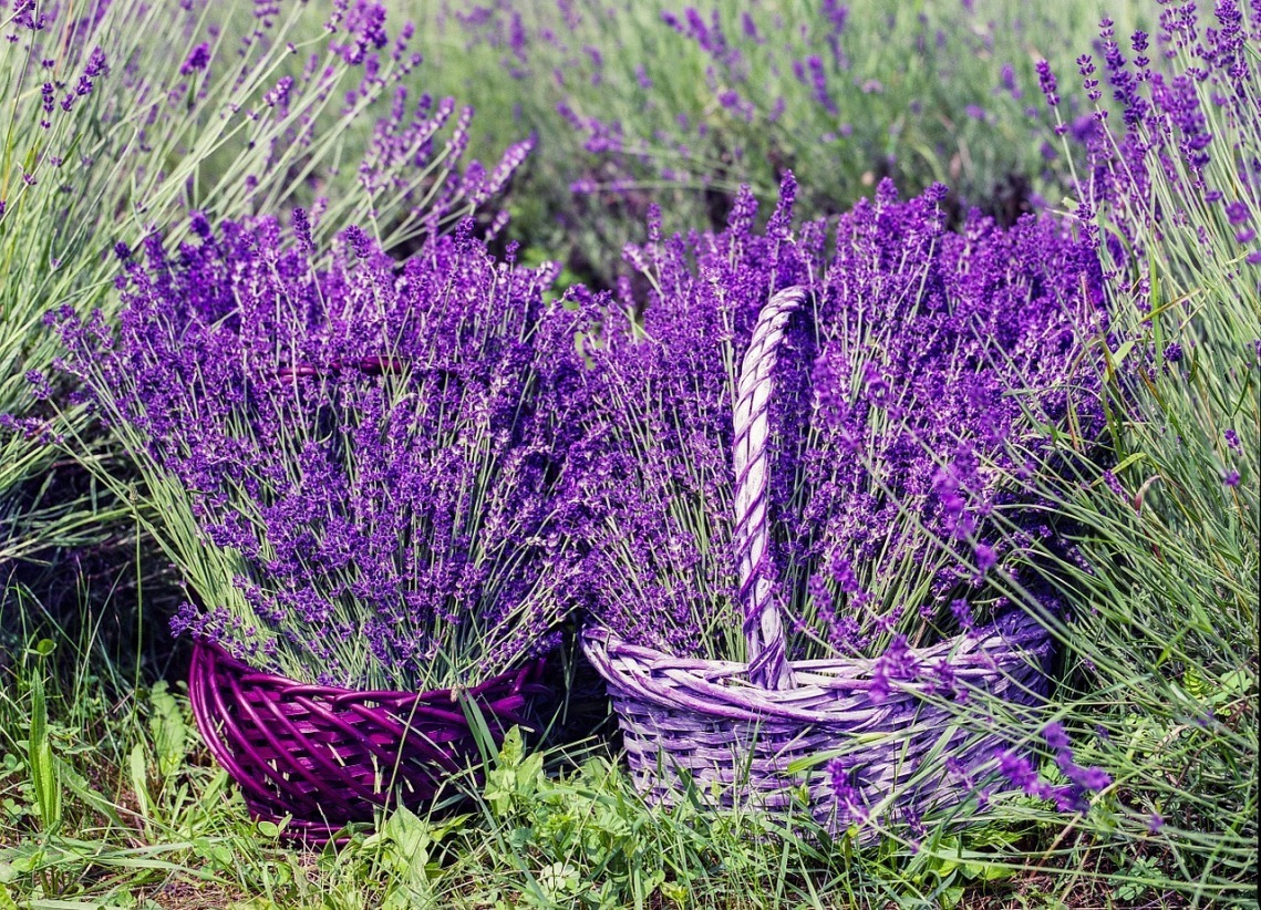 The Best Time To Harvest Lavender For Essential Oil Lavender Tips