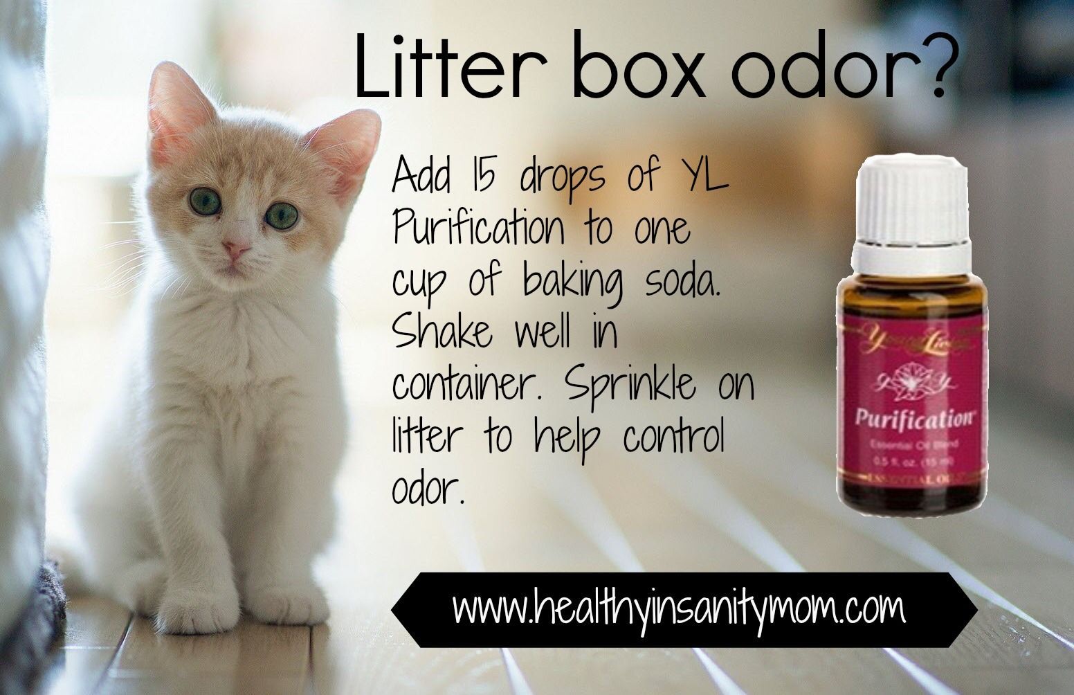 Are Cats Allergic To Almond Oil Or Lavender Oil? Lavender Tips