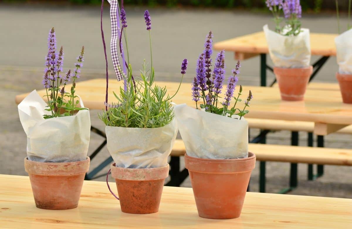 Why You Need To Use Potting Soil For Your Lavender Plant Lavender Tips